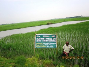 Rice fish culture